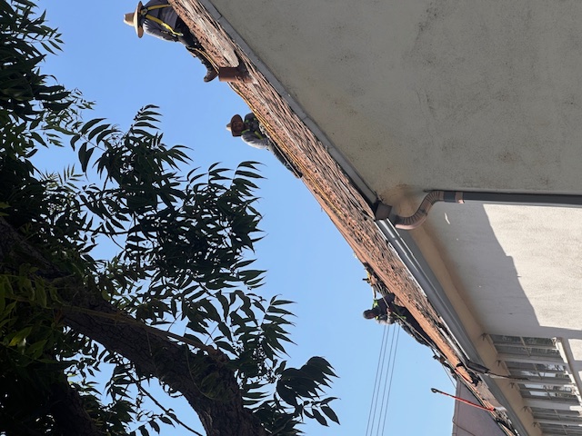 Burbank Roofing project